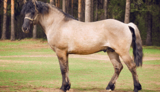 10 известных пород лошадей
