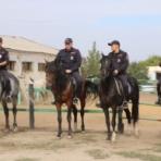 Истощенные лошади на службе у саратовский полиции