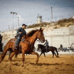 Зачем Израилю конная полиция